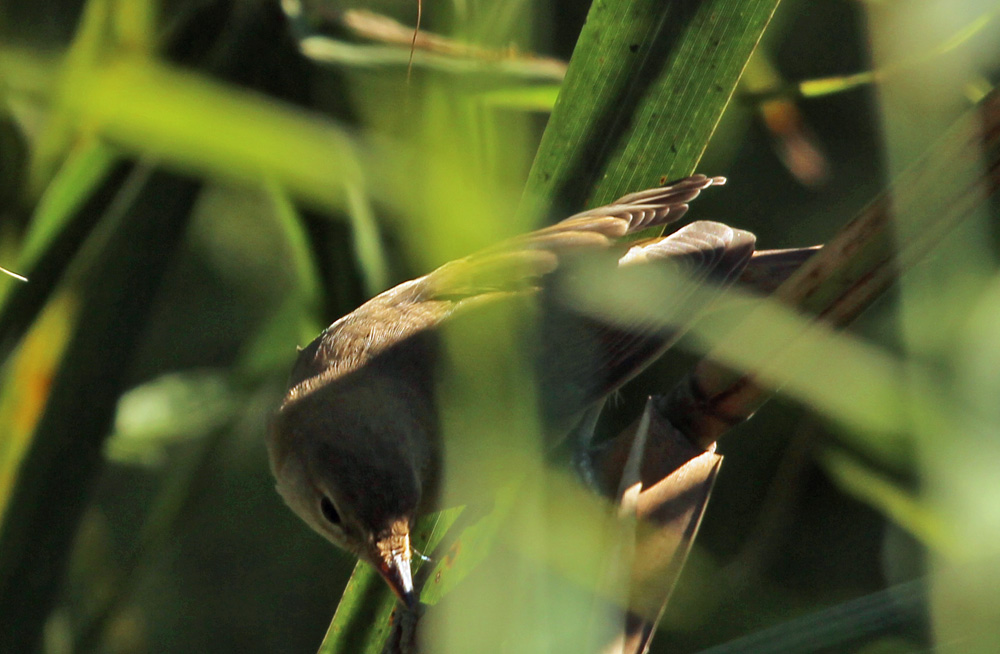 richiesta ID Crava Morozzo - cannaiola